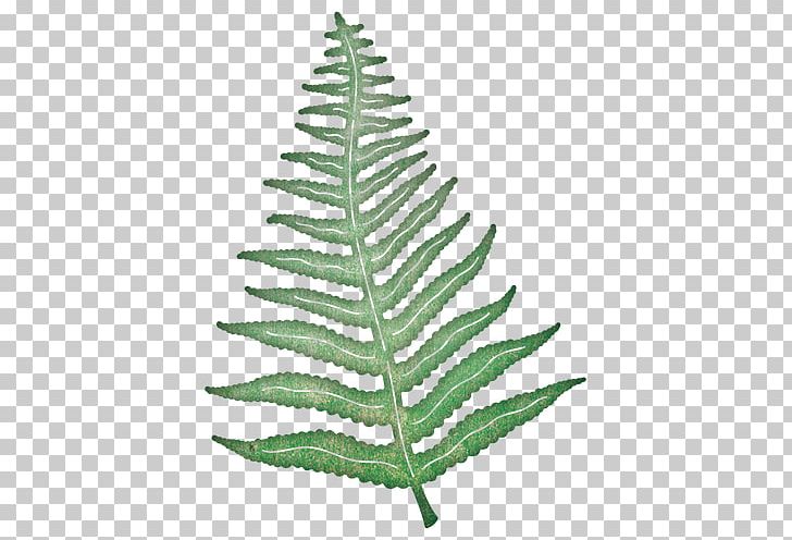 Leaf Fern Paper Cheery Lynn Designs Die PNG, Clipart, Branch, Cheery Lynn Designs, Christmas Tree, Conifer, Craft Free PNG Download