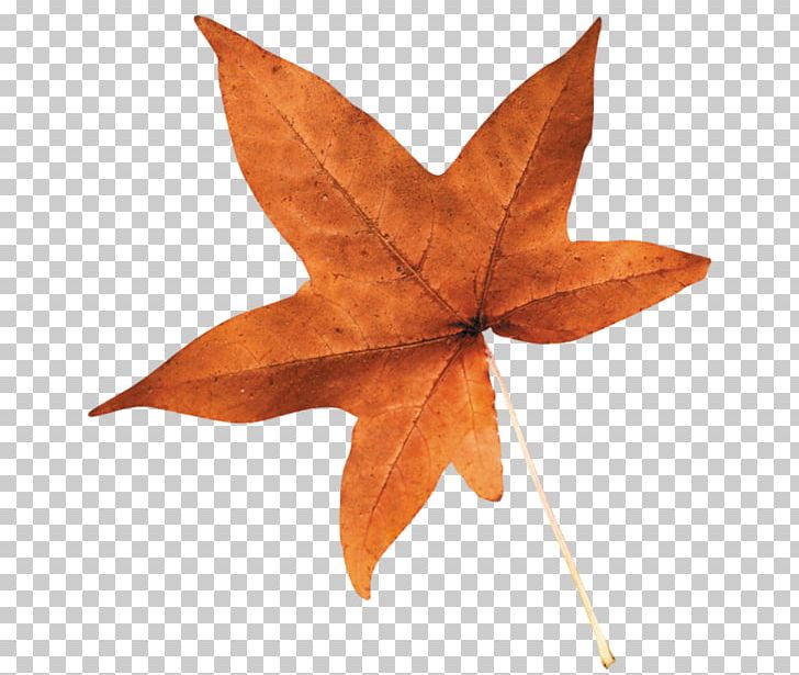 Maple Leaf PNG, Clipart, Animaux, Elfe, Glitter Gif, Leaf, Maple Free PNG Download