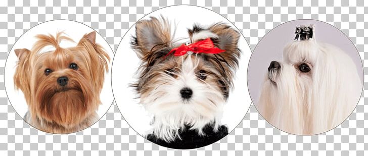 Yorkshire Terrier Morkie Maltese Dog Puppy Dog Breed PNG, Clipart, Animals, Biewer Terrier, Breed, Carnivoran, Companion Dog Free PNG Download