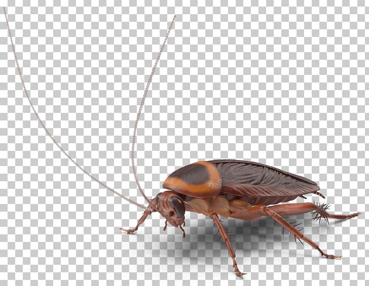 Cockroach Insect Pest Control Rentokil Initial PNG, Clipart, Animals, Arthropod, Baldwinsville, Cockroach, Fresno Free PNG Download