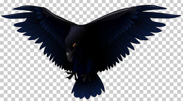Common Raven Bird PNG, Clipart, Beak, Bird, Bird Of Prey, Common Raven, Crows Free PNG Download