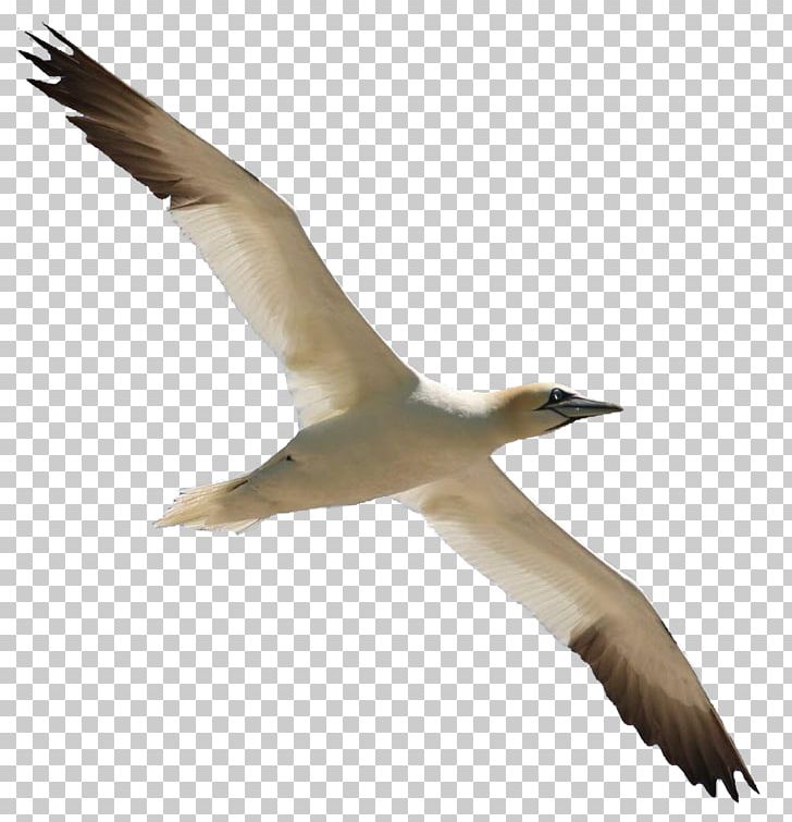 Gannet Bird Migration Cygnini Bird Flight PNG, Clipart, Animal Migration, Animals, Beak, Bird, Bird Flight Free PNG Download
