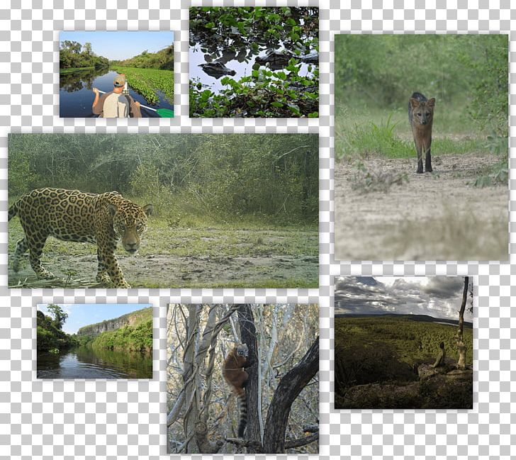 Wildlife Jaguar Ecosystem Camera Trap Cat PNG, Clipart,  Free PNG Download