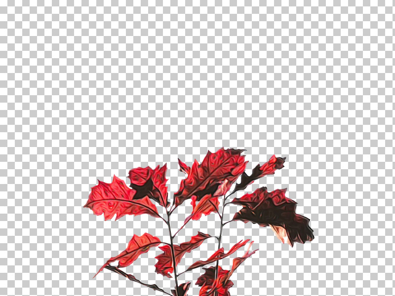 Leaf Twig Maple Leaf / M Meter Red PNG, Clipart, Biology, Flower, Leaf, Maple Leaf M, Meter Free PNG Download