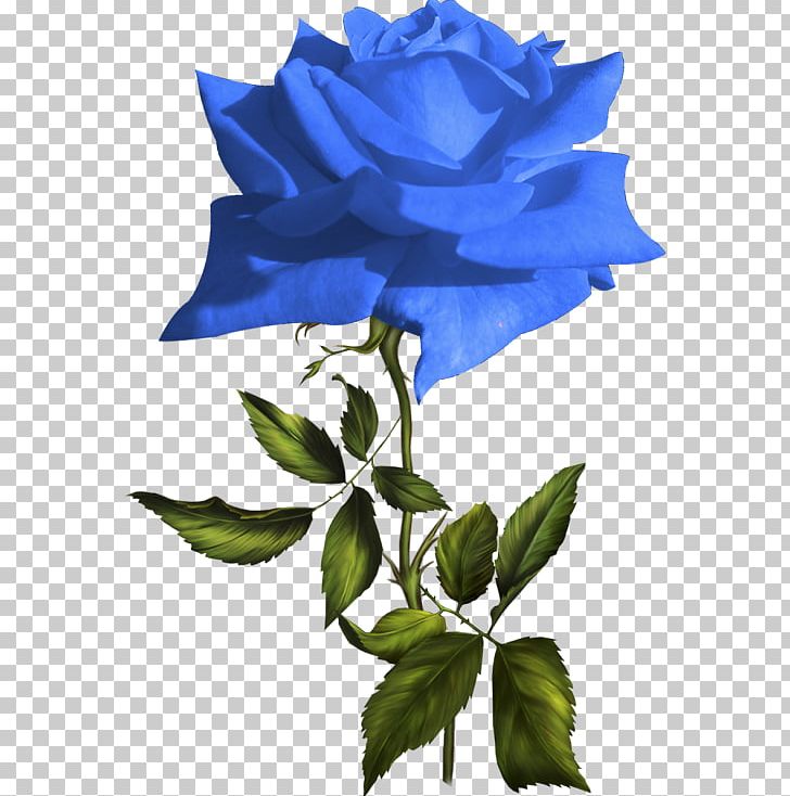 Blue Rose Garden Roses Flower PNG, Clipart, Animaux, Blue, Blue Rose, Clip Art, Cut Flowers Free PNG Download