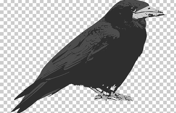 Common Raven The Raven Crow PNG, Clipart, American Crow, Baltimore Ravens, Beak, Bird, Black And White Free PNG Download