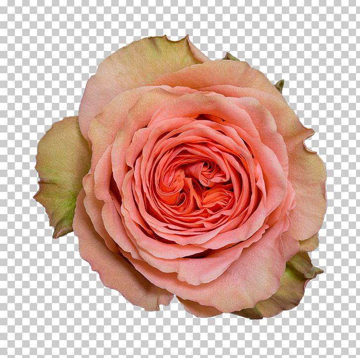 Garden Roses Cabbage Rose Floribunda Cut Flowers Floristry PNG, Clipart, Barbarella, Cabbage Rose, Closeup, Cut Flowers, Floribunda Free PNG Download