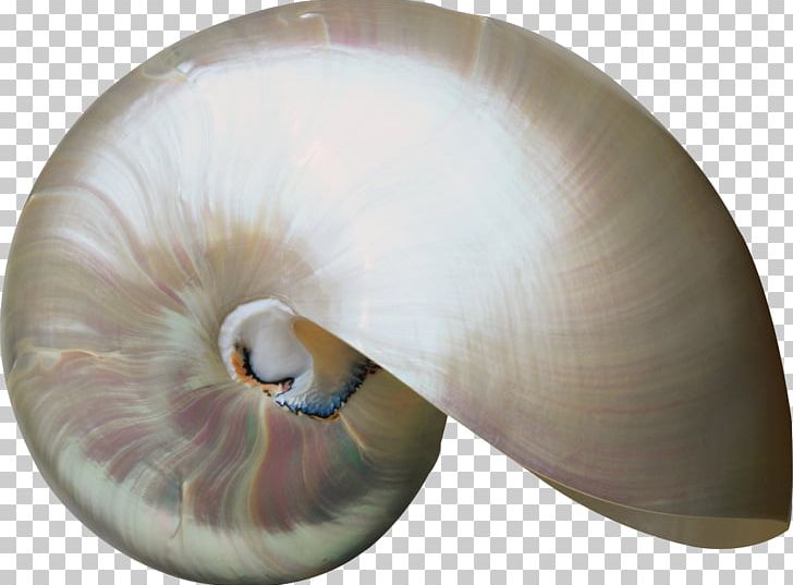 Seashell Invertebrate Molluscs Nautilida PNG, Clipart, Animal, Animals, Chitin, Digital Image, Invertebrate Free PNG Download