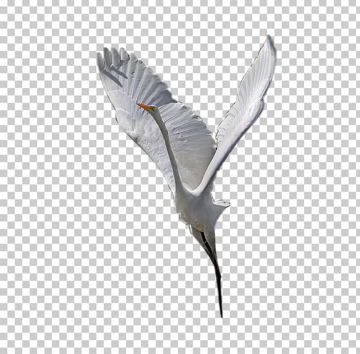 Bird Crane Wing Beak Feather PNG, Clipart, Animal, Animals, Beak, Bird, Canadian Goose Free PNG Download