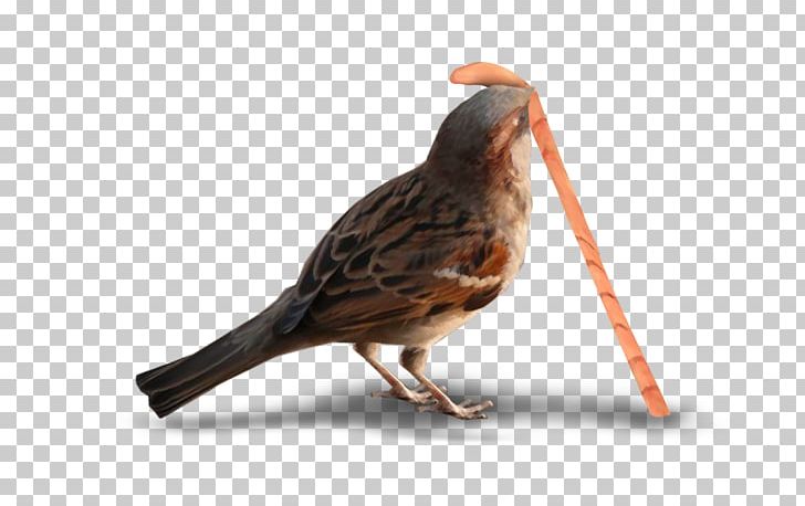 Bird House Sparrow PNG, Clipart, Animals, Beak, Bird, Bird, Birdie Free PNG Download