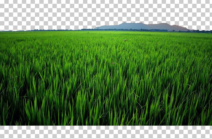 Crop Paddy Field Oryza Sativa PNG, Clipart, Agriculture, Commodity, Computer Wallpaper, Energy, Field Free PNG Download