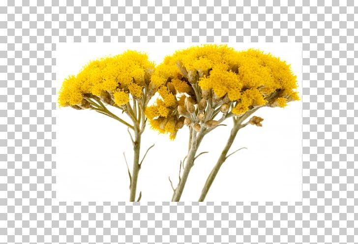 Oil Helichrysum Italicum Subsp. Picardi Licorice Plant Herbal Distillate DoTerra PNG, Clipart, Chrysanths, Curry Plant, Cut Flowers, Daisy Family, Dandelion Free PNG Download