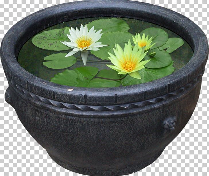 Pygmy Water-lily Nelumbo Nucifera Flower Plant PNG, Clipart, Artificial Flower, Bowl, Ceramic, Download, Flowerpot Free PNG Download