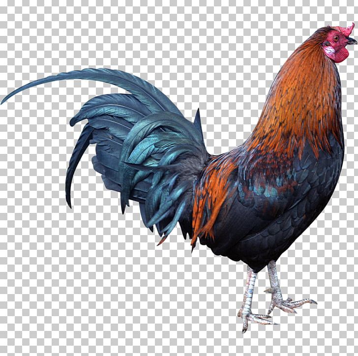 Rooster Chicken PNG, Clipart, Animals, Beak, Bird, Chicken, Daylight Free PNG Download