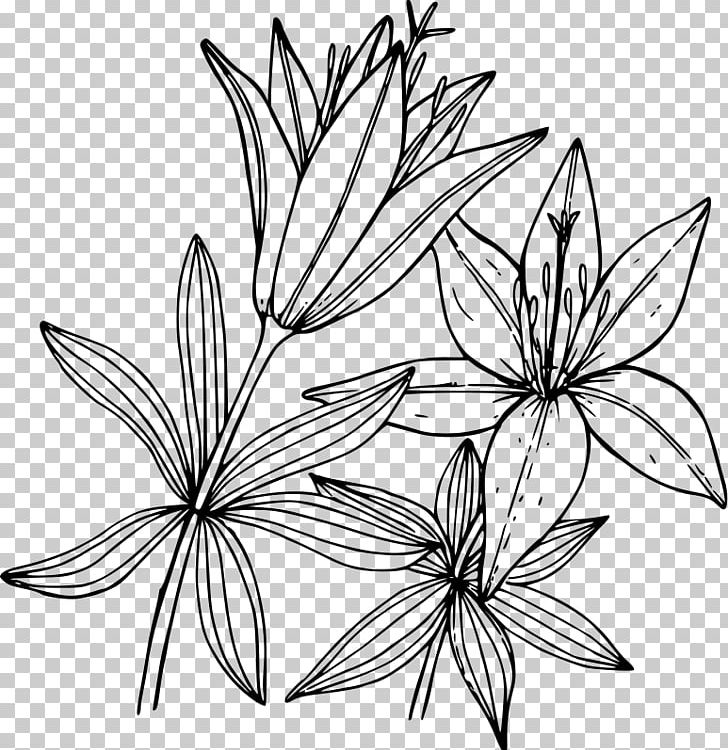 Wood Lily Lilium Occidentale Lilium Washingtonianum Water Lilies PNG, Clipart, Area, Art, Artwork, Black And White, Branch Free PNG Download