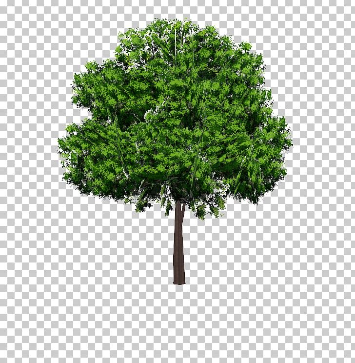 Branch Tree Photography Acer Campestre PNG, Clipart, Acer Campestre, Art, Branch, Deciduous, Deviantart Free PNG Download