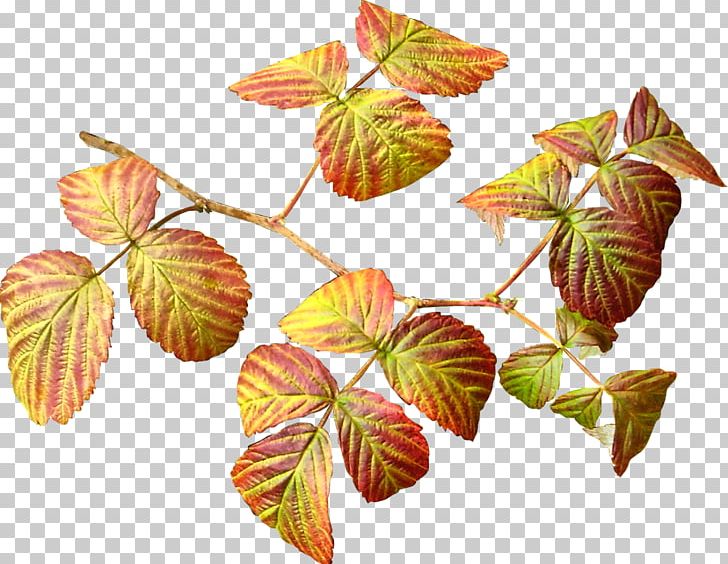 Flowering Plant Leaf Tree PNG, Clipart, Autumn, Branch, Branching, Flower, Flowering Plant Free PNG Download