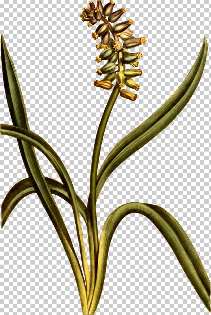 Musk Deer Cut Flowers Plant Stem PNG, Clipart, Botanical Illustration, Commodity, Cut Flowers, Flower, Flowering Plant Free PNG Download