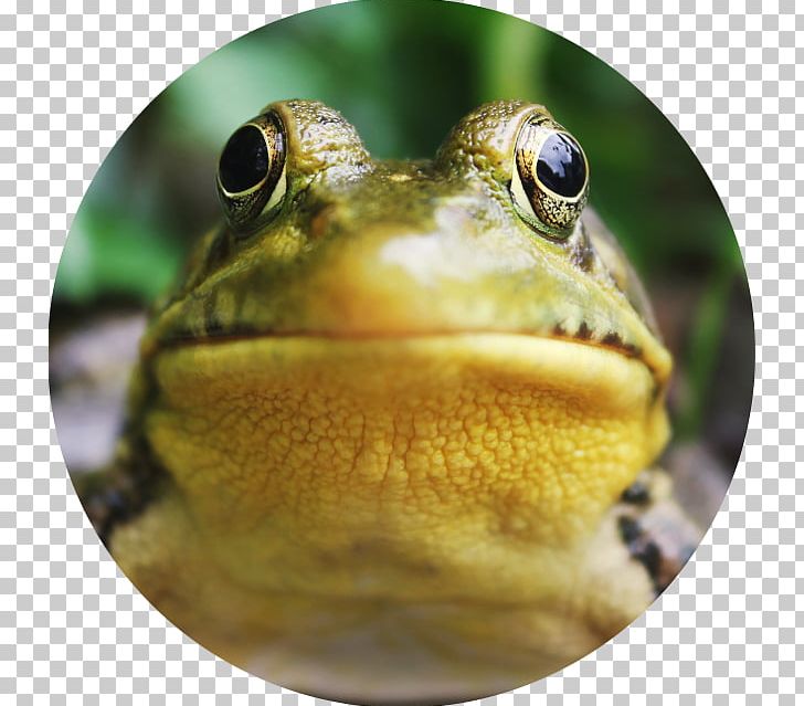Tree Frog Coquí Giant Thinkwell PNG, Clipart, Amphibian, Animals, Bullfrog, Coqui, Eating Free PNG Download