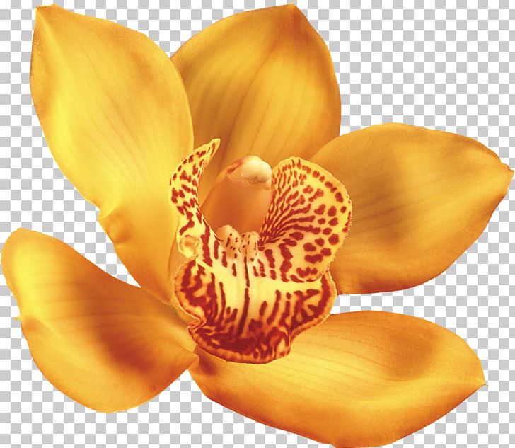 Orchids Flower Computer Icons PNG, Clipart, Color Sangge Flower, Computer Icons, Download, Flower, Flower Bouquet Free PNG Download