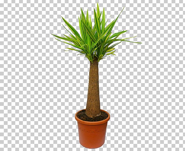 Arecaceae Houseplant Spanish Dagger Flowerpot Ponytail Palm PNG, Clipart, Arecaceae, Arecales, Beaucarnea, Bonsai, Chinese Evergreens Free PNG Download