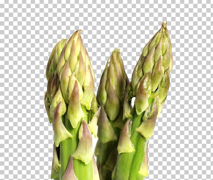 Asparagus Bamboo Shoot Vegetable PNG, Clipart, Asparagus, Bamboo, Bamboo Leaves, Bamboo Shoot, Bamboo Tree Free PNG Download