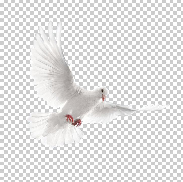 Columbidae Domestic Pigeon Bird Squab PNG, Clipart, Animals, Beak, Dove, Encapsulated Postscript, Feather Free PNG Download