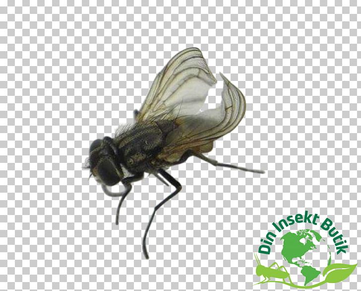 Brachycera Common Fruit Fly Fruit Flies Pterygota Reptile PNG, Clipart, Animal, Arthropod, Brachycera, Common Fruit Fly, Drosophila Hydei Free PNG Download