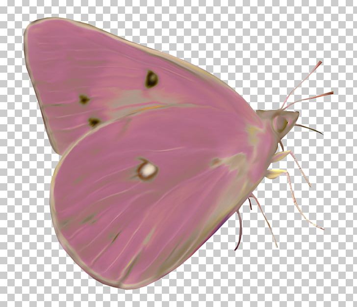 Butterfly Moth Paper PNG, Clipart, Albom, Animal, Arthropod, Blue Butterfly, Butterflies Free PNG Download