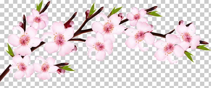 Cherry Blossom Flower PNG, Clipart, Blossom, Branch, Cherry Blossom, Cut Flowers, Floral Design Free PNG Download
