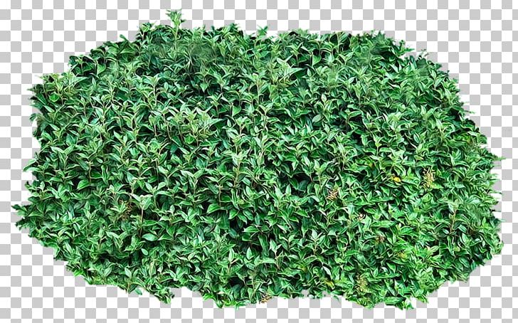 Shrub PNG, Clipart, Bushes, Clip Art, Clipart, Download, Grass Free PNG Download
