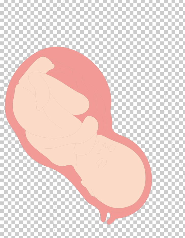 Uterus PNG, Clipart, Adobe Illustrator, Babies, Baby, Baby Animals, Baby Announcement Free PNG Download
