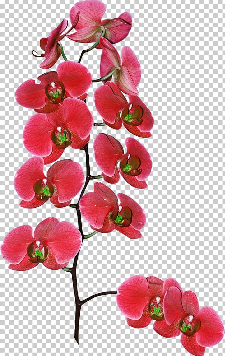 Cut Flowers Moth Orchids Plant PNG, Clipart, Artificial Flower, Blossom, Branch, Cut Flowers, Deco Free PNG Download