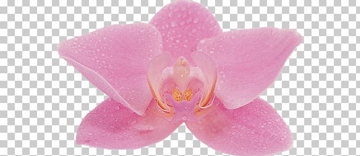 Moth Orchids Pink M PNG, Clipart, Chai, Flower, Flowering Plant, Magenta, Miscellaneous Free PNG Download