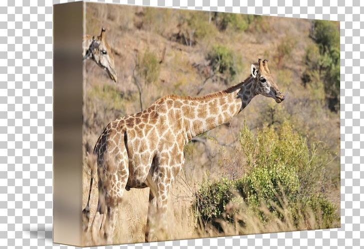 Giraffe National Park Savanna Fauna PNG, Clipart, Animal, Animals, Fauna, Giraffe, Giraffidae Free PNG Download