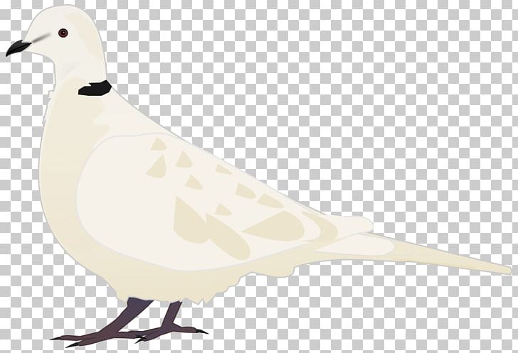 Beak Columbidae Seabird Domestic Pigeon PNG, Clipart, Animals, Beak, Bird, Columbidae, Columbiformes Free PNG Download