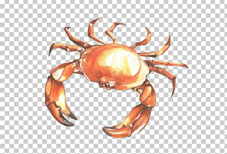 Dungeness Crab Freshwater Crab Illustration PNG, Clipart, Animals, Animal Source Foods, Art, Arthropod, Cartoon Free PNG Download