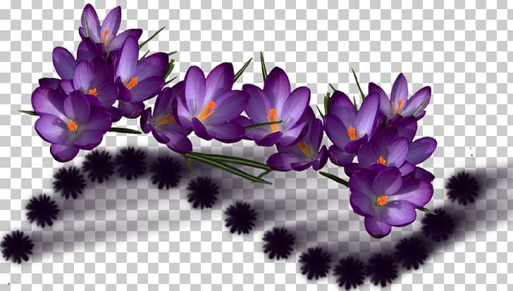 Flower Violet Color Portable Network Graphics Purple PNG, Clipart, Cicekler, Color, Crocus, Flora, Flower Free PNG Download