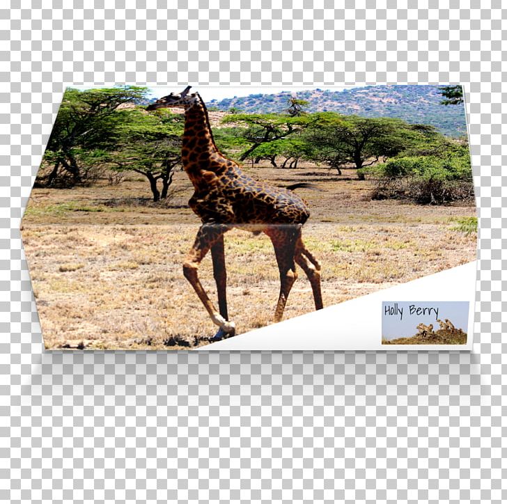 Giraffe Fauna Wildlife Terrestrial Animal PNG, Clipart, Animal, Animals, Fauna, Giraffe, Giraffidae Free PNG Download