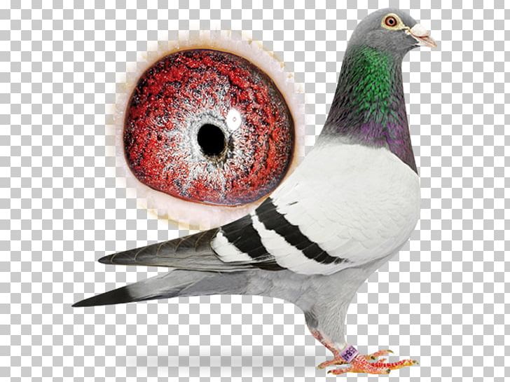 Racing Homer Columbidae Chak Beak Pingo PNG, Clipart, Beak, Bird, Chak, Columbidae, Cornea Free PNG Download