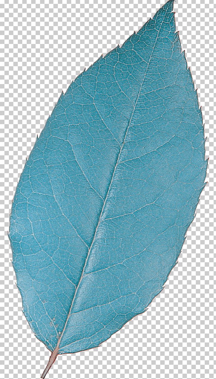 Turquoise Teal Leaf Plant Microsoft Azure PNG, Clipart, Leaf, Leaves, Microsoft Azure, Nature, Plant Free PNG Download