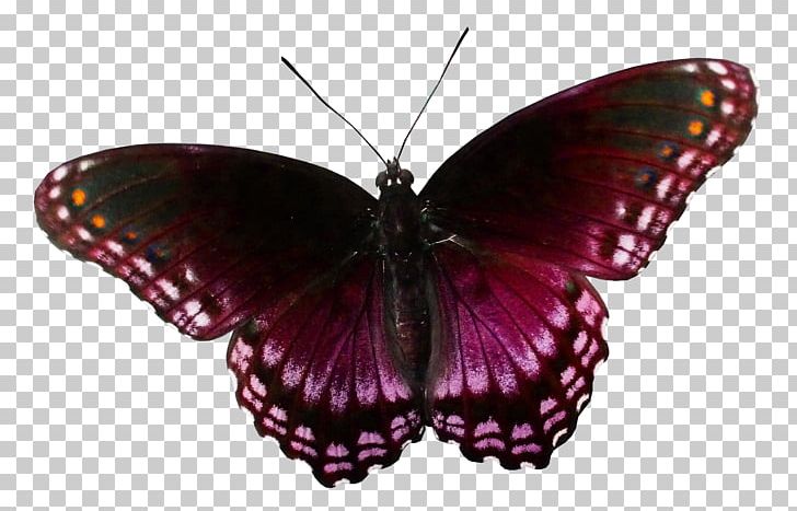Butterfly Photography Aporia Crataegi PNG, Clipart, Aglais Io, Animal, Arthropod, Beautiful, Beautiful Butterfly Free PNG Download