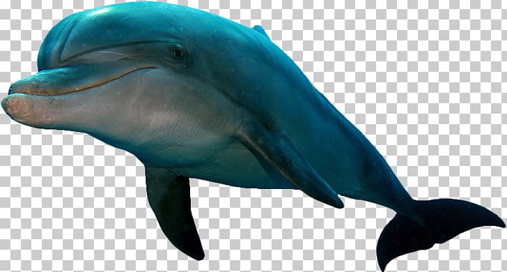 Common Bottlenose Dolphin Short-beaked Common Dolphin Tucuxi Rough-toothed Dolphin Wholphin PNG, Clipart, Animals, Biology, Bottlenose Dolphin, Common Bottlenose Dolphin, Fauna Free PNG Download