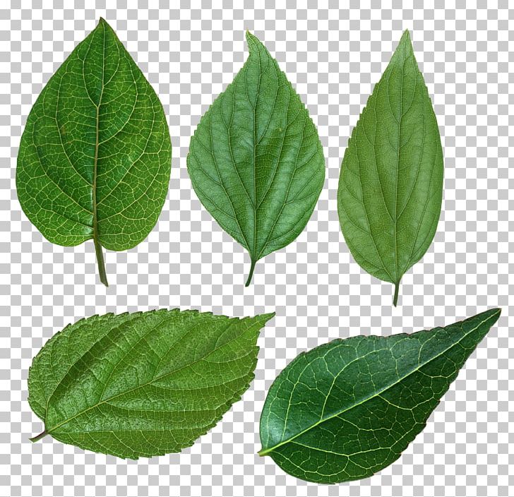 Leaf Green Chloroplast PNG, Clipart, Bladnerv, Breathing, Chloroplast, Download, Green Free PNG Download