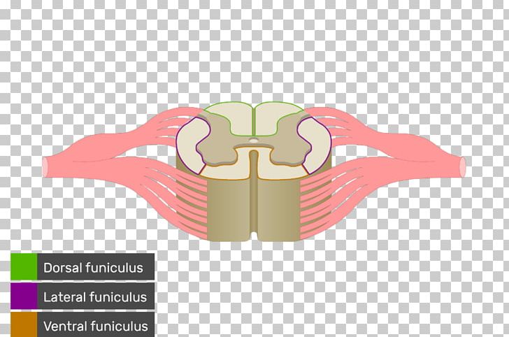 Spinal Cord White Matter Nerve Tract Anatomy Medulla Oblongata PNG, Clipart, Anatomy, Angle, Brainstem, Brand, Funiculus Free PNG Download