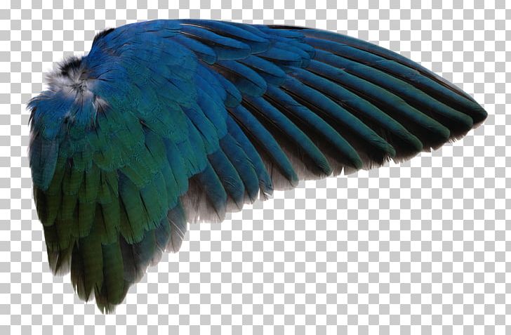 Bird Wing PNG, Clipart, Angel Wing, Animals, Beak, Bird, Bird Anatomy Free PNG Download