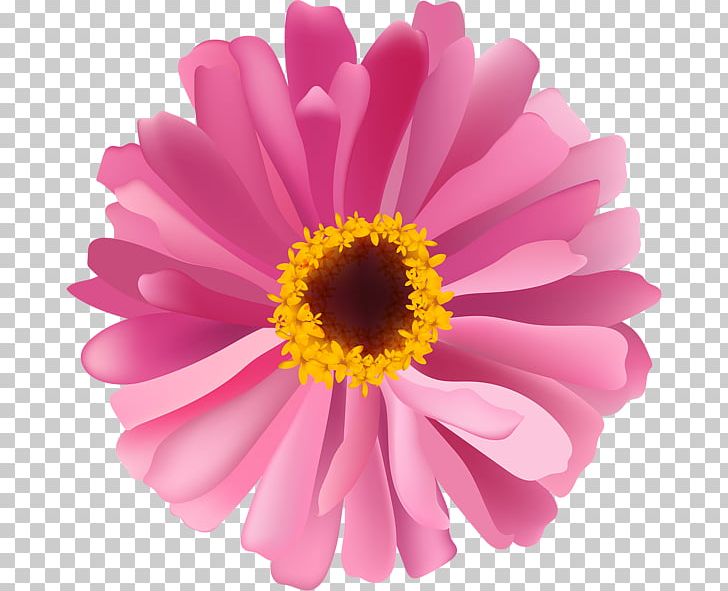 Chrysanthemum Daisy Family Flower Argyranthemum Frutescens PNG, Clipart, Annual Plant, Argyranthemum Frutescens, Aster, Chrysanthemum, Chrysanths Free PNG Download