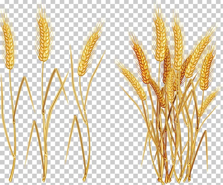 Common Wheat Ear PNG, Clipart, Agriculture, Bumper, Cartoon Wheat, Cereal, Cereal Germ Free PNG Download