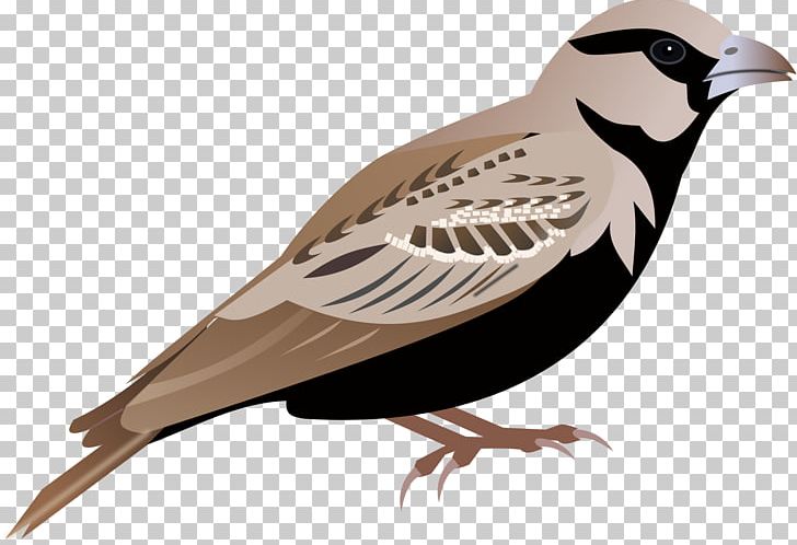 Lark Sparrow PNG, Clipart, American Sparrow, Animals, Beak, Bird, Clip Art Free PNG Download