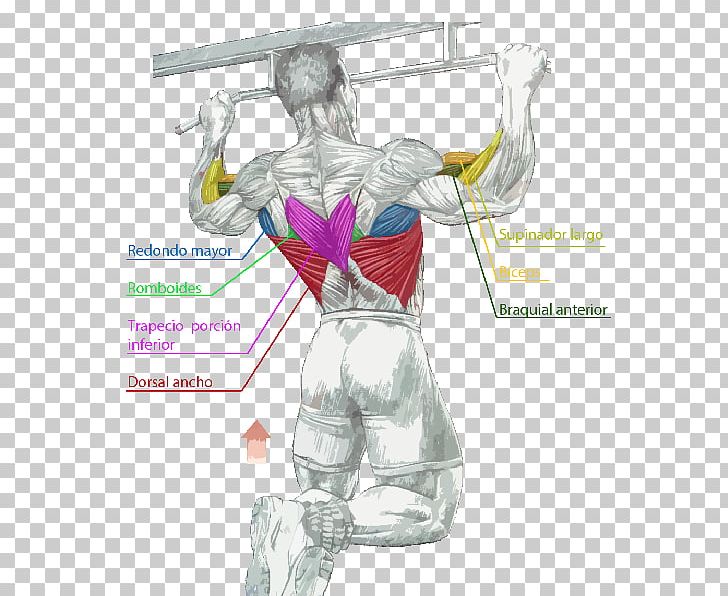 Pull-up Chin-up Muscle Pulldown Exercise PNG, Clipart, Abdomen, Anatomy, Arm, Art, Bodyweight Exercise Free PNG Download